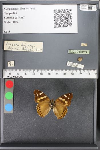 Media type: image;   Entomology 92881